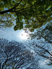 trees and sky