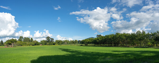 panorama blue sky and clouds over green rice fiedl background