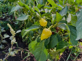 Yellow peppers growing in beds. Vegetables ripen on branch in vegetable garden. Concept of agriculture, organic products and eco-friendly lifestyle. Close up.