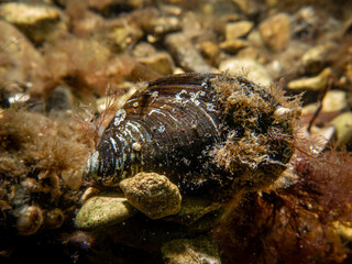 A close-up picture of a blue mussel, Mytilus edulis, in cold Northern European waters