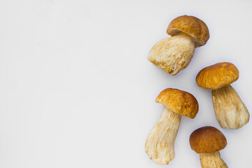 Studio shot of isolated fresh brown delicious autumn vegetarian white boletus mushrooms at the right on white background with copy space