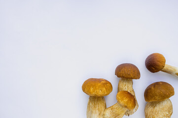 Studio shot of isolated fresh brown delicious autumn vegetarian white boletus mushrooms at the right on white background with copy space