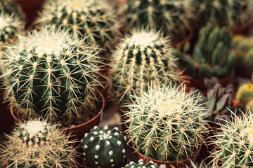 cactus - background picture