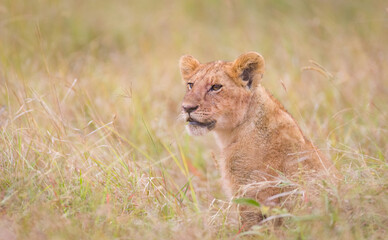 Portrait of a young lion in Masai Mara, Kenya