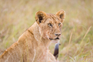 Fototapeta na wymiar Portrait of a young lion in Masai Mara, Kenya