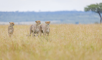 The famous Tano Bora cheetahs in Masai Mara, Kenya © Ruzdi