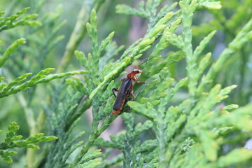 bug on a leaf