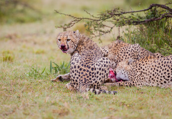 Cheetah hunting antelope with a bloody face in Masai Mara, Kenya