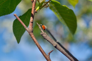 Ladybug on a branch of an apple tree among green leaves.