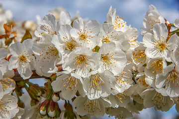 Beautiful gentle colors of the blossom tree in spring. Close up