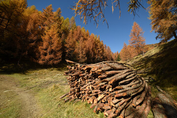 autunno colori autunnali legna legname 