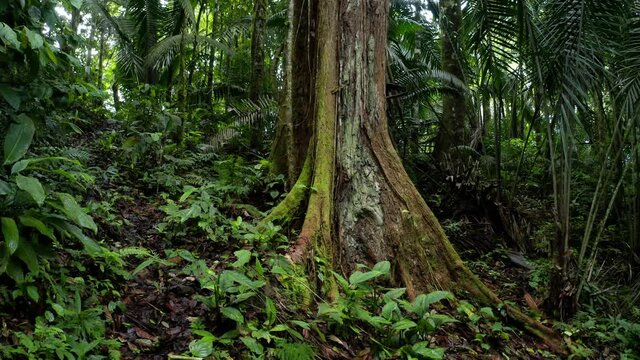Tropical forest background: moving around a large tropical tree trunk with above ground roots commonly found in a rainforest