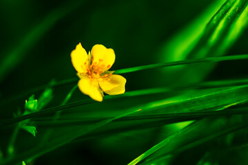 Fototapeta premium yellow tulip flower