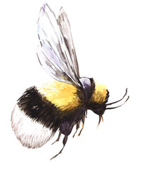 A black and yellow bumblebee with spread wings flies by. Wings to the top. Decorative element on white background - obrazy, fototapety, plakaty