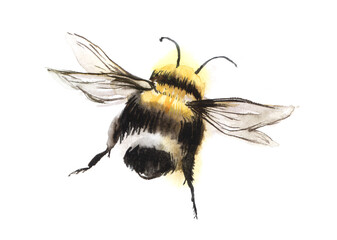 Hand drawn watercolor illustration. A black-and-yellow bee with spread wings flies into the distance. Decorative element on white background. - 454982637