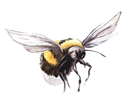 Hand drawn watercolor illustration. A black and yellow bee with spread wings flies in the direction of the viewer. Decorative element on white background