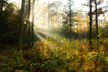 Beautiful morning in the autumn forest