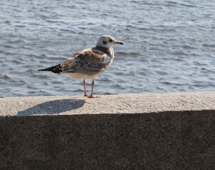 seagull on the beach