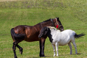 Horses