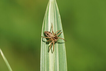 Young nursery web spider (Pisaura mirabilis). Family Pisauridae. On the leaves of a bamboo. Dutch garden, end summer. September, Netherlands