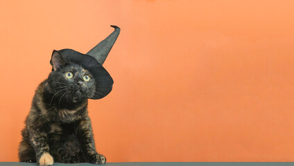 Funny black multi-colored cat in a black hat on the theme of a witch for Halloween on an orange background with a place for the text. - obrazy, fototapety, plakaty