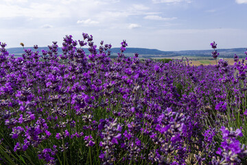 Blooming lavender in the summer. lavender blooming scented flowers.