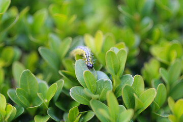 Buchsbaumz&uuml;nsler,  boxwood borer	