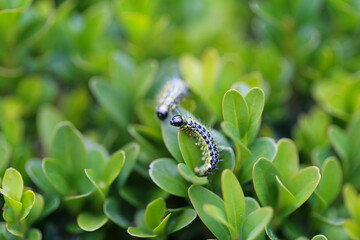 Buchsbaumzünsler,  boxwood borer	