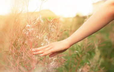 Carefree woman enjoys nature in the field and touches the grass with her hand.