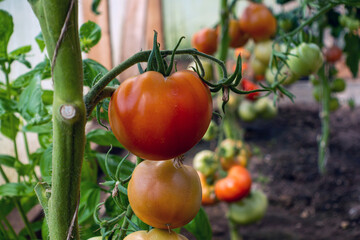 bunch of red tomatoes hanging on tomato plant branch in greenhouse, closeup