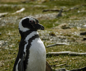 Fototapeta premium penguin on the beach