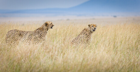 The famous Tano Bora cheetahs in Masai Mara, Kenya © Ruzdi