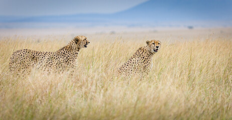 The famous Tano Bora cheetahs in Masai Mara, Kenya