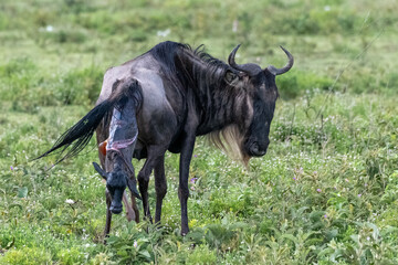 A mother wildebeest gives birth in the open grassland; a newborn baby calf, Ngorongoro Concervation...