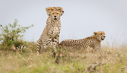 The famous Tano Bora cheetahs in Masai Mara, Kenya