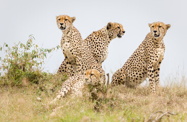 The famous Tano Bora cheetahs in Masai Mara, Kenya
