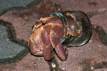Hermit Crab has Found a New Home in a Glass Jar. Sun Island (Nalaguraidhoo), South Ari Atoll, Maldives