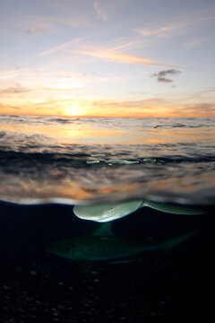 Lemon Sharks (Negaprion brevirostris) at the Surface with Bull Shark below, Sunset Split Shot. Tiger Beach, Bahamas