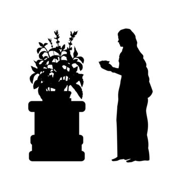Silhouette Indian woman worship the sacred tulasi tree. Indian culture and religion.