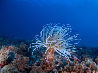 Naklejka na ściany i meble Underwater Mediterranean scene with rocks, an anemone tube and seaweed in the Mediterranean Sea