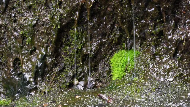 Forest Water Jet on mossy rocks - (4K)