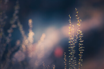 Wild grasses in a forest at sunset. Macro image, shallow depth of field. Beautiful autumn nature...