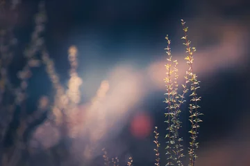 Foto op Plexiglas Wilde grassen in een bos bij zonsondergang. Macrobeeld, ondiepe scherptediepte. Mooie herfst natuur achtergrond © smallredgirl