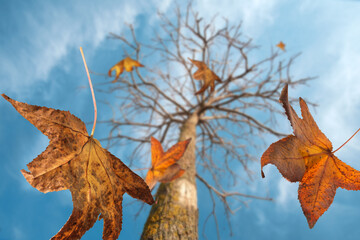 Obraz premium Autumn scene, the falling color leaves of a maple tree, selective focus