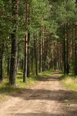 Walk along the road in a pine forest.