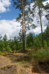 Walk along the road in a pine forest.