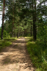 Walk along the road in a pine forest.