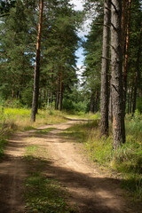 Walk along the road in a pine forest.
