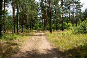 Walk along the road in a pine forest.