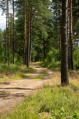 Walk along the road in a pine forest.